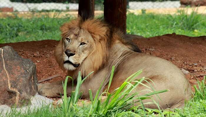 Mysore Zoo