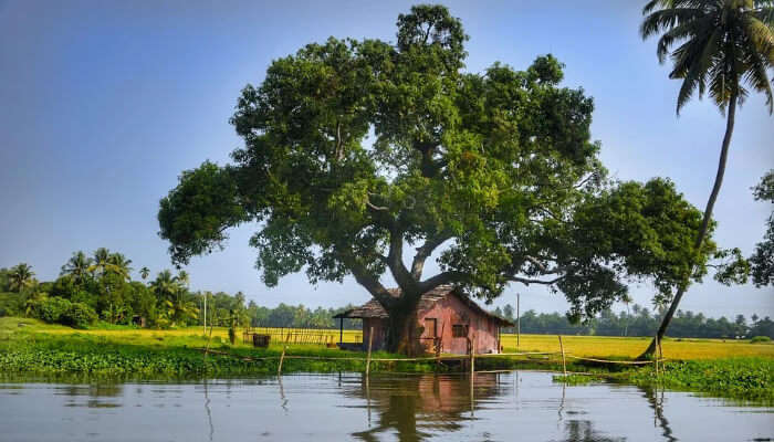 Alleppey Backwaters