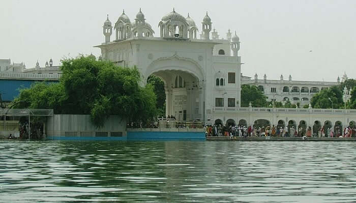 Dukh-Bhanjani-Ber-Tree