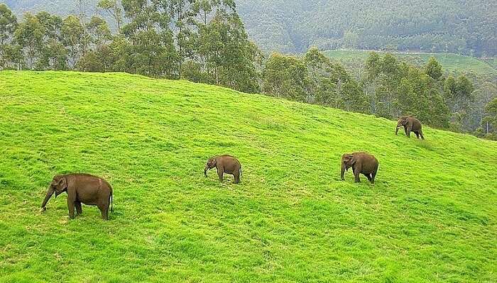 Idukki