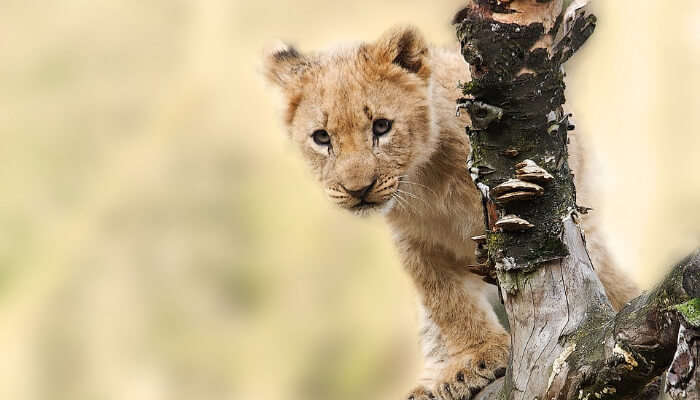 A Cub