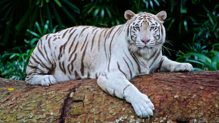 A White Tiger