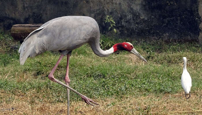 A Sarus Crane