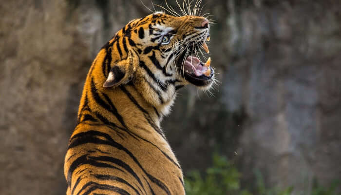 A Tiger