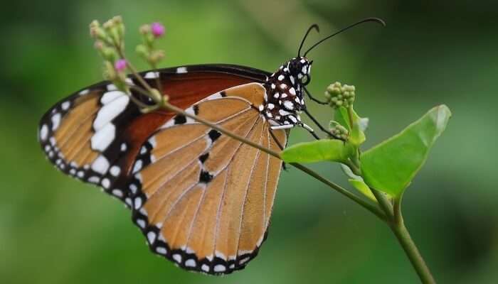 Butterfly Conservatory Of Goa