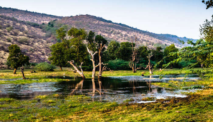 Lake in Ranthambore