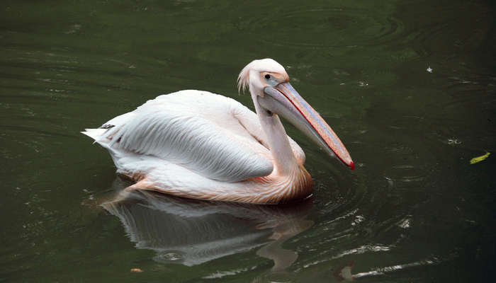 Kanpur Zoo