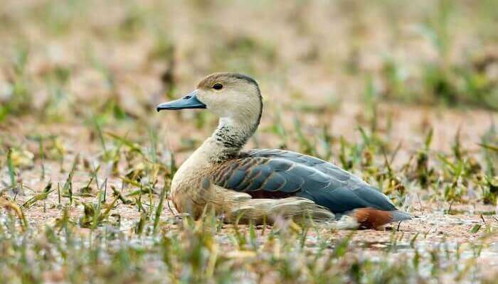 Admire The Migratory Birds at Keoladeo National Park, one of the best places to visit in Rajasthan in December to get close to nature