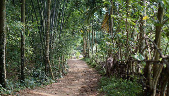 Bamboo Garden