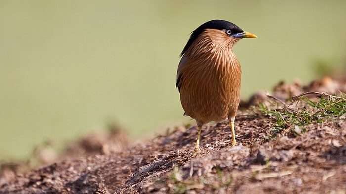 Keoladeo_National_Park