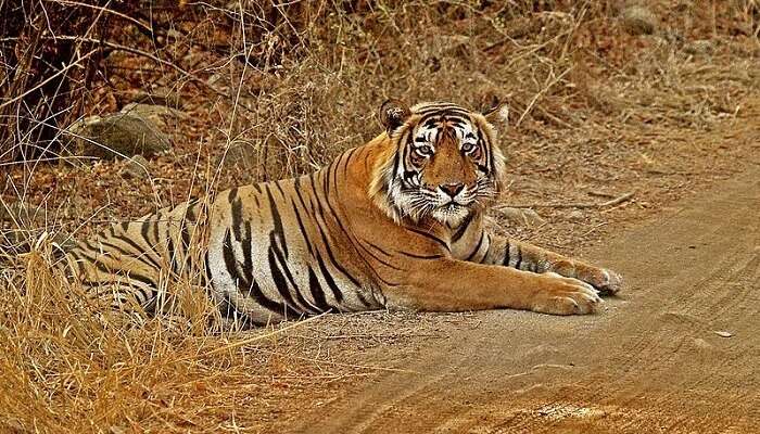 Ranthambore