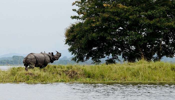 Do your love the wildness of the jungles, the soothing music of the birds