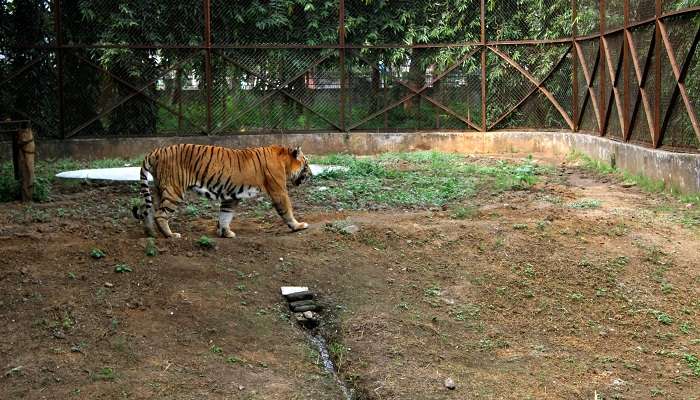 Sarthana Nature Park is one of the most adventurous places to visit in Surat.