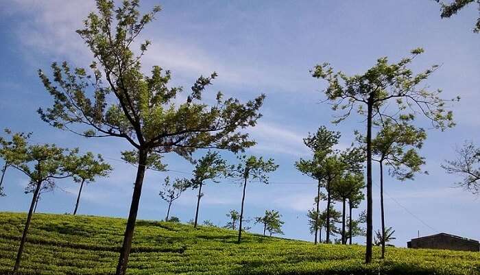 Tea_Estate of Kumily  is one of the Honeymoon Places In Kerala