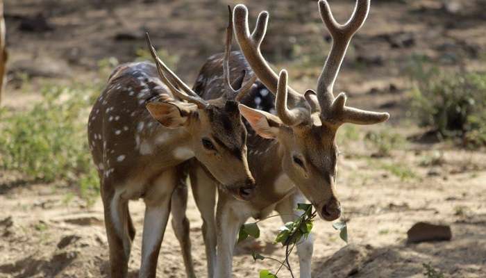 visit Asola Bhatti Wildlife Sanctuary near surajkund