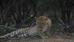 Jawai Leopard Camp Pali