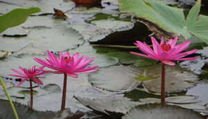 Lotus Lake