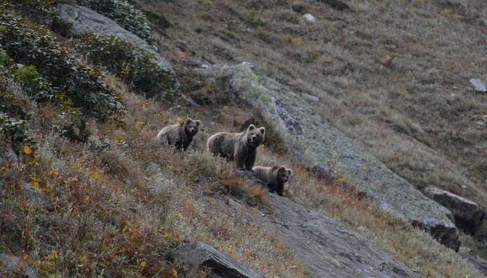 Kugti Wildlife Sanctuary, wildlife sanctuaries in himachal pradesh