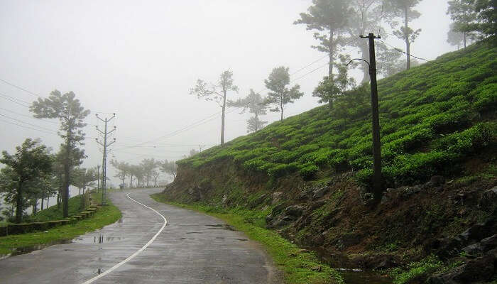 Peermade tea estates, Kerala- which is a must-visit hill station near Ernakulam.