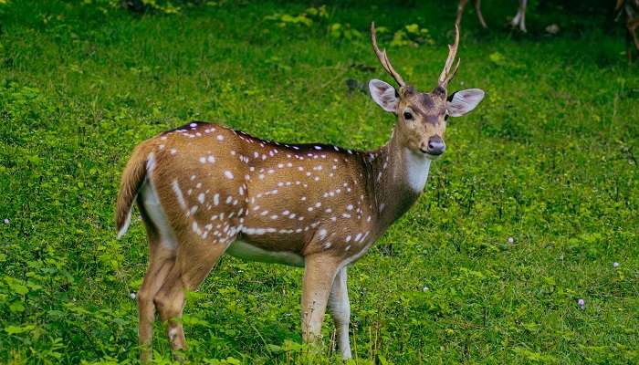 Manali Wildlife Sanctuary, wildlife sanctuaries in Himachal Pradesh