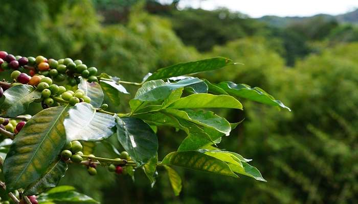 Balur is another place to enjoy monsoon in Karnataka