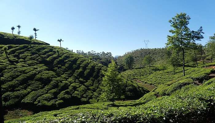 Tea Plantations at Munnar