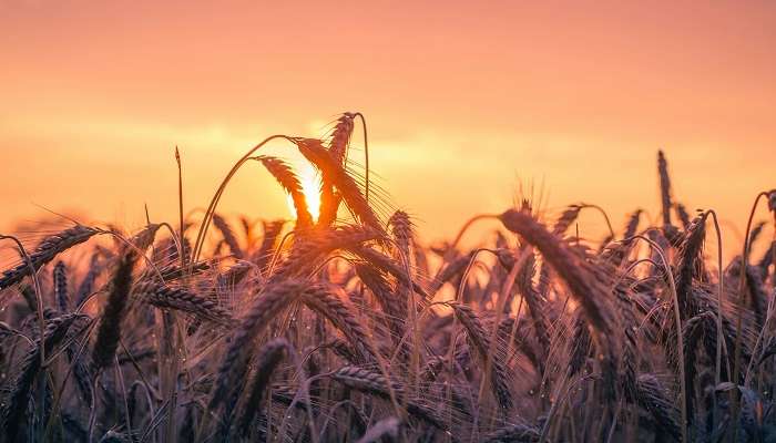 Baisakhi: Festival of India