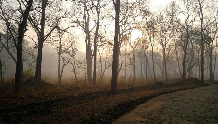 Misty morning in Wayanad wildlife Sanctuary 
