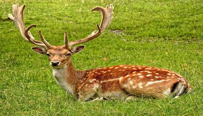 Karimnagar Deer Park
