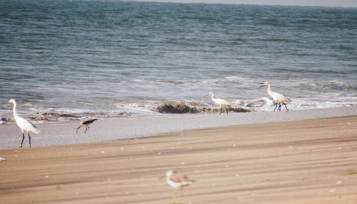 Kozhikode beach, the most popular among other beaches near Palakkad
