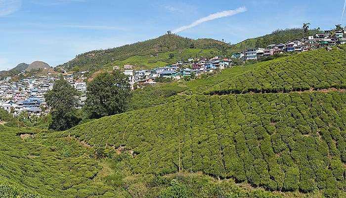 Munnar Tea Plantations, Kerala