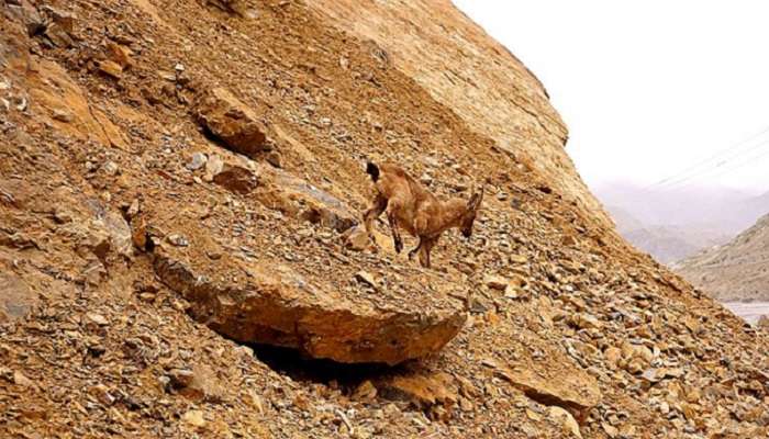 Tucked in the mighty Himalayas, the majestic Pin Valley National Park is one of the best places to visit in Spiti Valley in June.