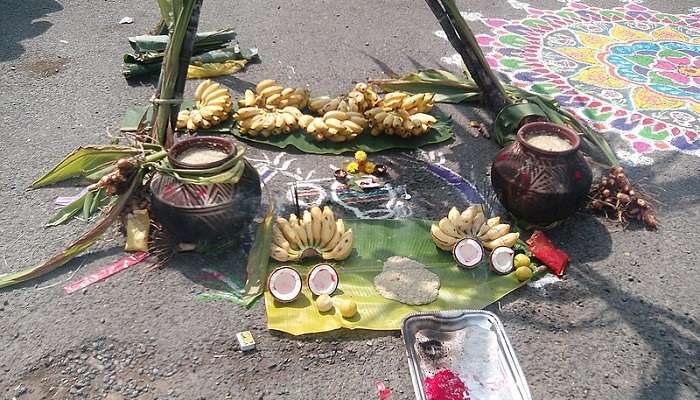 Pongal Celebration in India