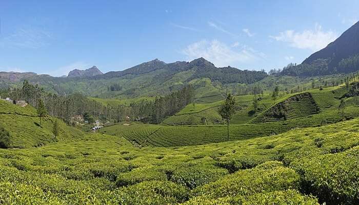 Lockhart tea plantation, Munnar, Kerala