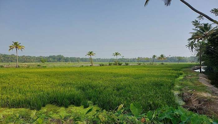 Pothimangalam paddy fields, Kerala