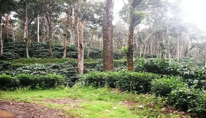 Coffee Plantation in Nelliyampathy, Kerala