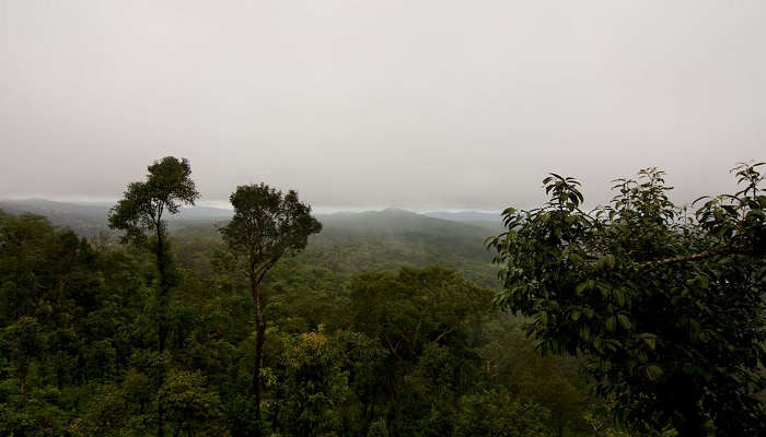 Misty Forest in Coorg Hills