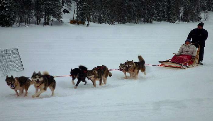 Husky Sledge Ride