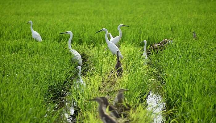Birds in a paddy field, Alappuzha
