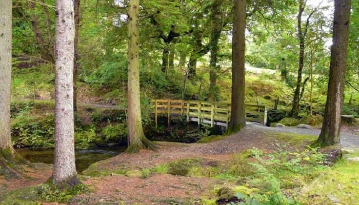 Coed Y Brenin Forest Park