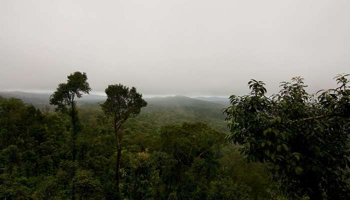 The scenic views of Coorg.
