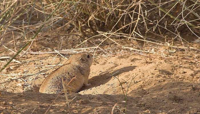 Desert National Park - Bond On A Safari