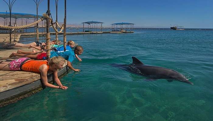 Dolphin Reef is located in Eilat and offers a chance for you to observe these amazing creatures up close.