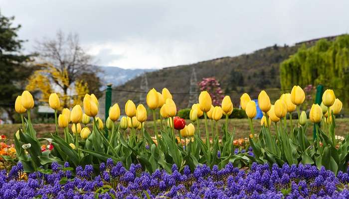 Get Ready for the 2025 Tulip Festival