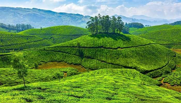 Idukki, trekking in Munnar