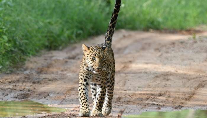 Jhalana Leopard Safari is one of the best places to visit in Jaipur in summer 