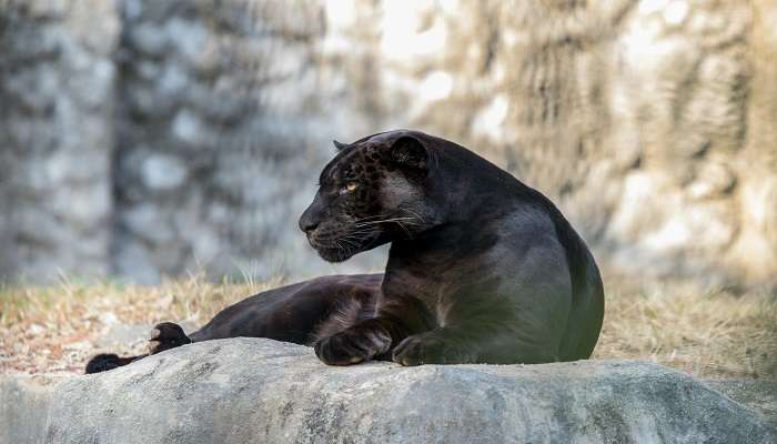 Black Panther spotted in Kabini, among the other places to visit near Kerala.