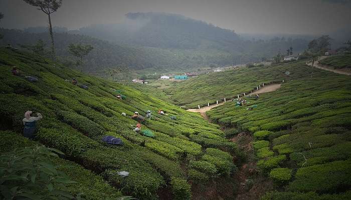 Kannan Devan Hills view while trekking in Munnar
