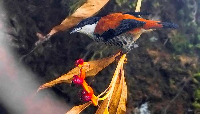 The Kanchenjanga National Park, one of the best places in Sikkim in June to enjoy nature and wildlife.