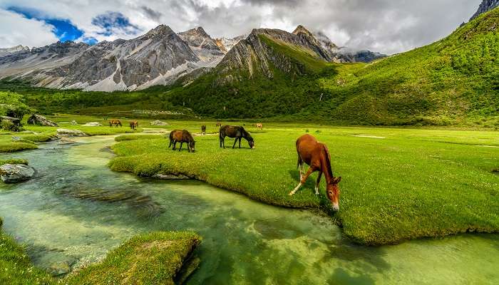 Explore Khilanmarg near Gulmarg in summer or winter for immense fun